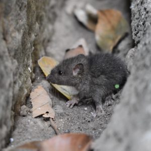 Photo de souris